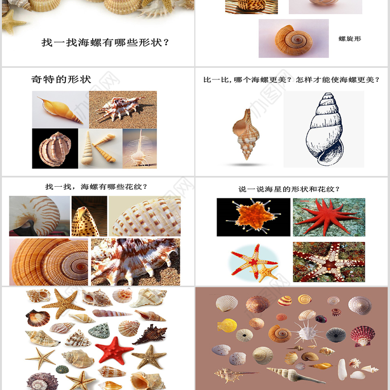第九课海螺和海星岭南版一年级下册美术ppt