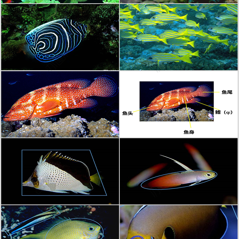 小学美术课件用彩墨画鱼ppt