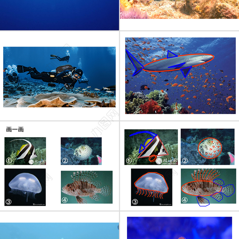 岭南版美术一下第2课海底世界多奇妙课件ppt