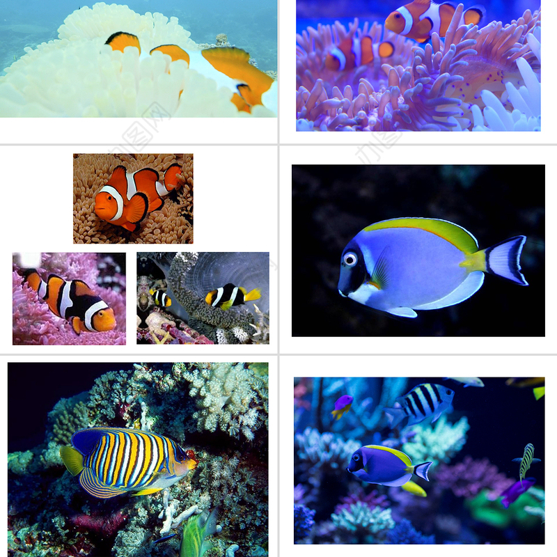 岭南版美术一下第2课海底世界多奇妙课件ppt