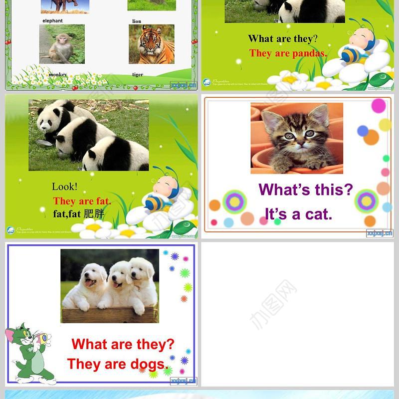  They are monkeys 英语课件PPT模板