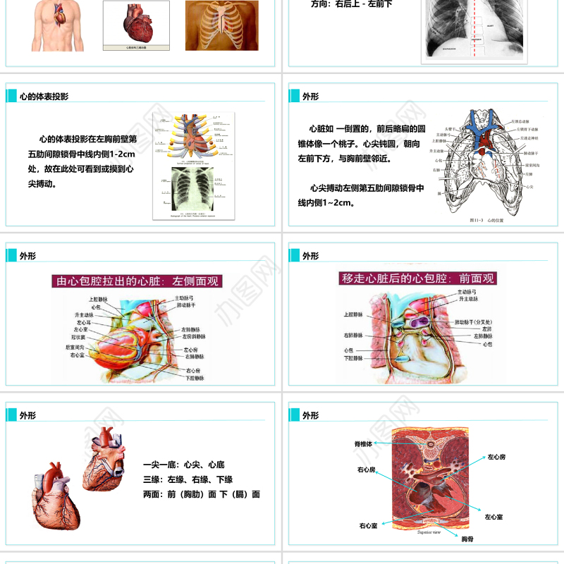 完整内容心脏健康医学解剖研究PPT模板素材下载