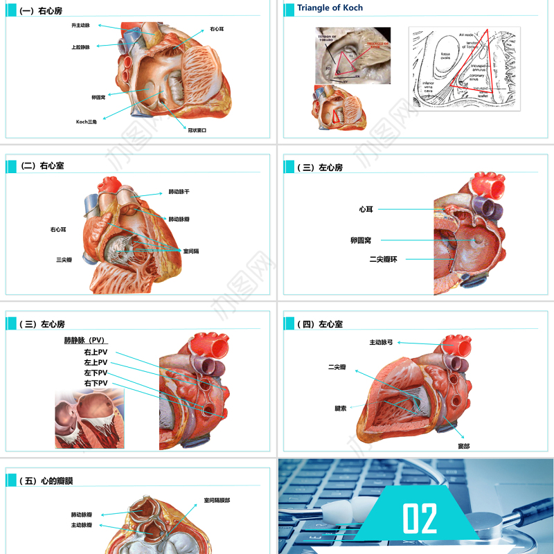 完整内容心脏健康医学解剖研究PPT模板素材下载