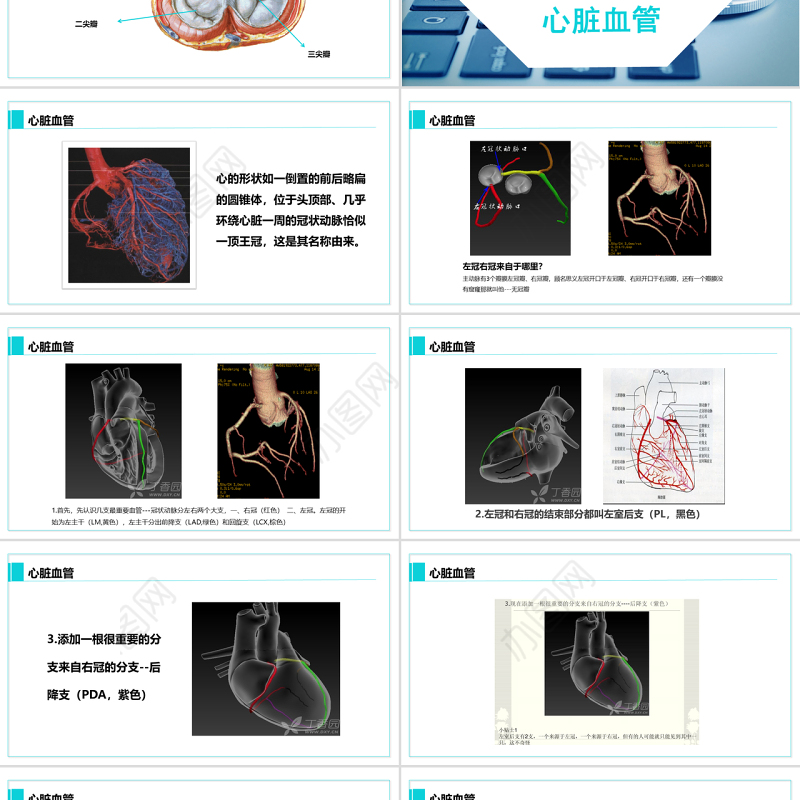 完整内容心脏健康医学解剖研究PPT模板素材下载