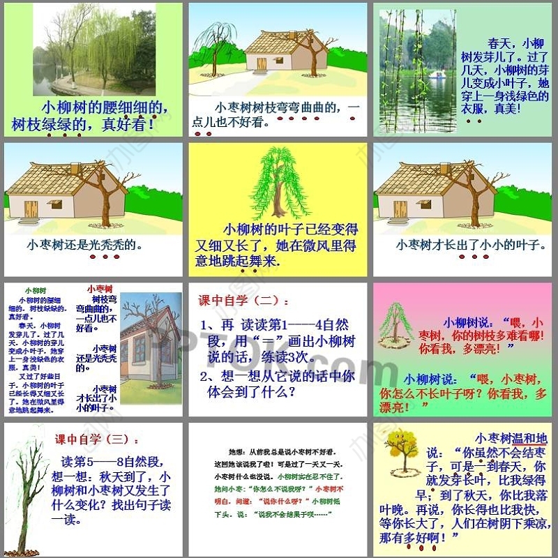 小柳树和小枣树ppt
