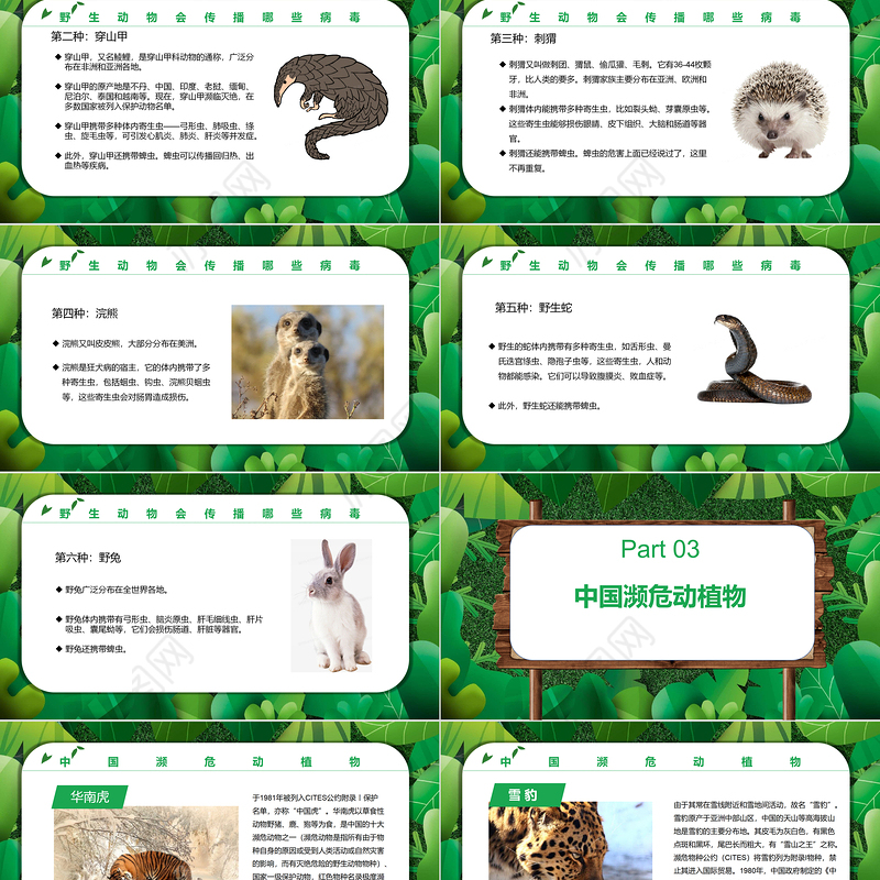 2022保护野生动植物PPT卡通简约风世界野生动植物日知识介绍课件模板