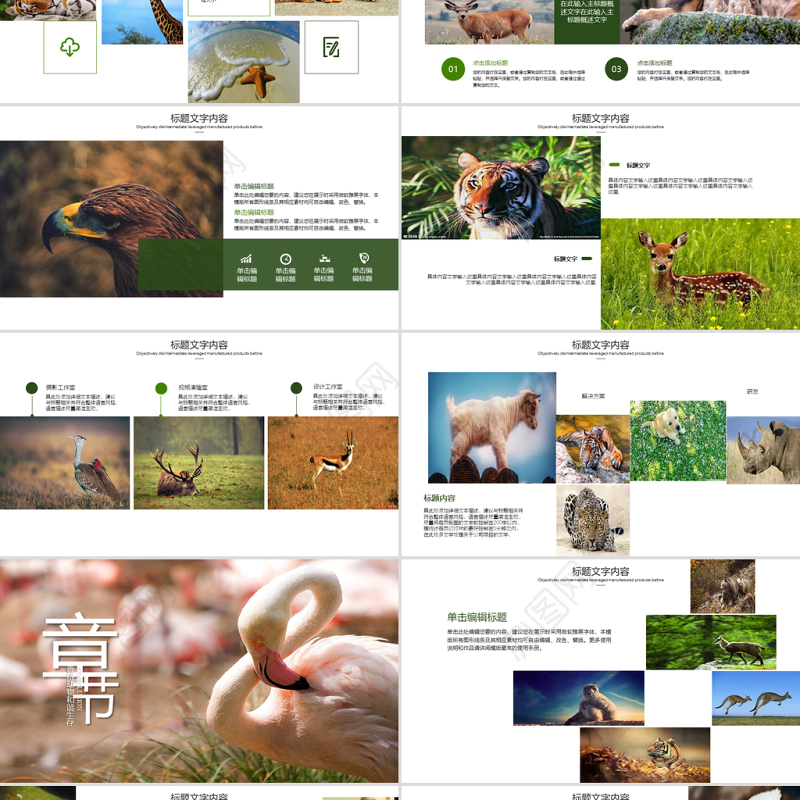 原创保护珍贵野生动物ppt课件-版权可商用