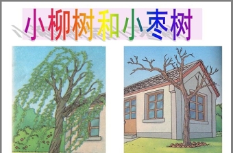 小柳树和小枣树ppt
